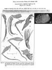 Loxocorniculum sculptoides  Swain, 1967 from original description
