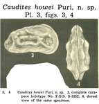 Caudites howei Puri, 1960 from the original description