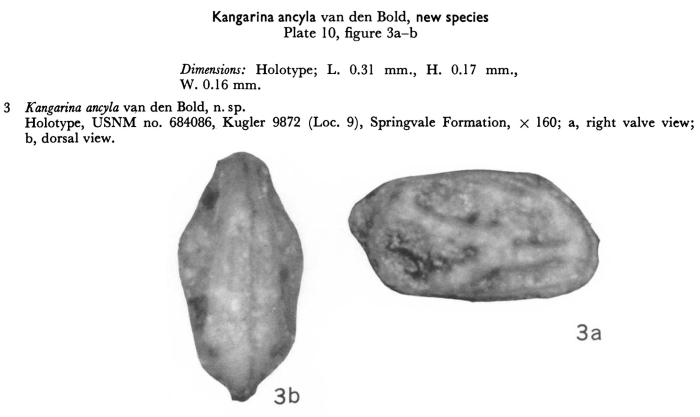 Kangarina ancyla  Bold, 1963 from original description