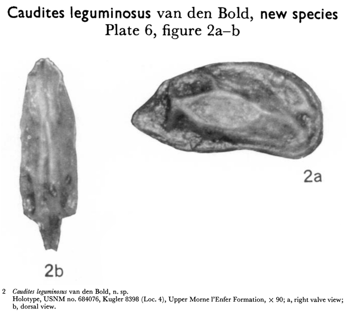 Caudites leguminosus Bold, 1963 from the original description