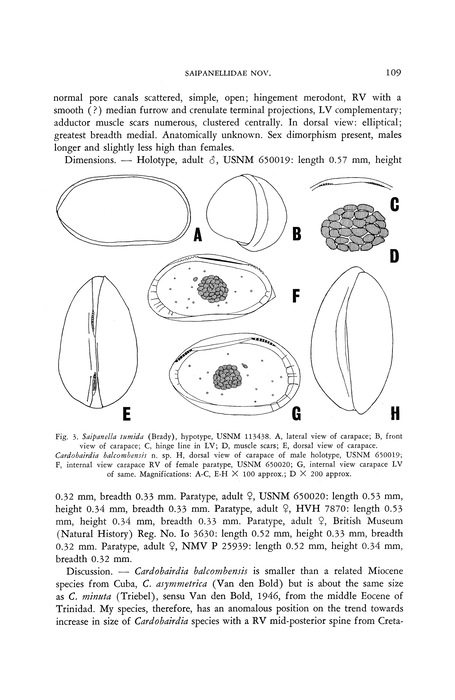 Saipanella cloudi Mckenzie, 1967 and ardobairdia balcombensis Mckenzie, 1967 from the original description (Fig. 3)