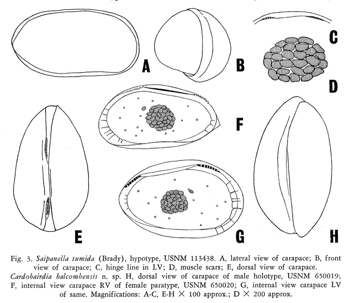Saipanella tumida (Brady, 1890) and Cardobairdia balcombensis Mckenzie, 1967 from the original description (Fig. 3) Saipanella tumida (Brady, 1890) and Cardobairdia balcombensis Mckenzie, 1967 from the original description (Fig. 3)