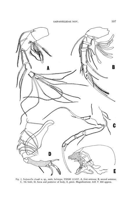 Saipanella cloudi Mckenzie, 1967 from the original description (Fig. 2)