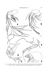 Saipanella cloudi Mckenzie, 1967 from the original description (Fig. 2)