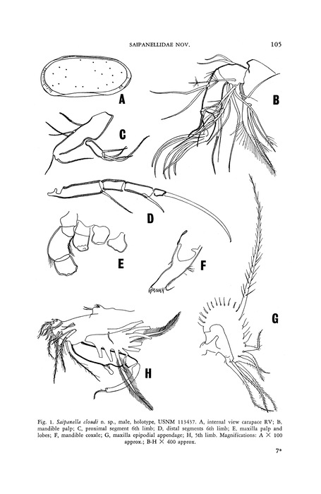 Saipanella cloudi Mckenzie, 1967 from the original description (Fig. 1)