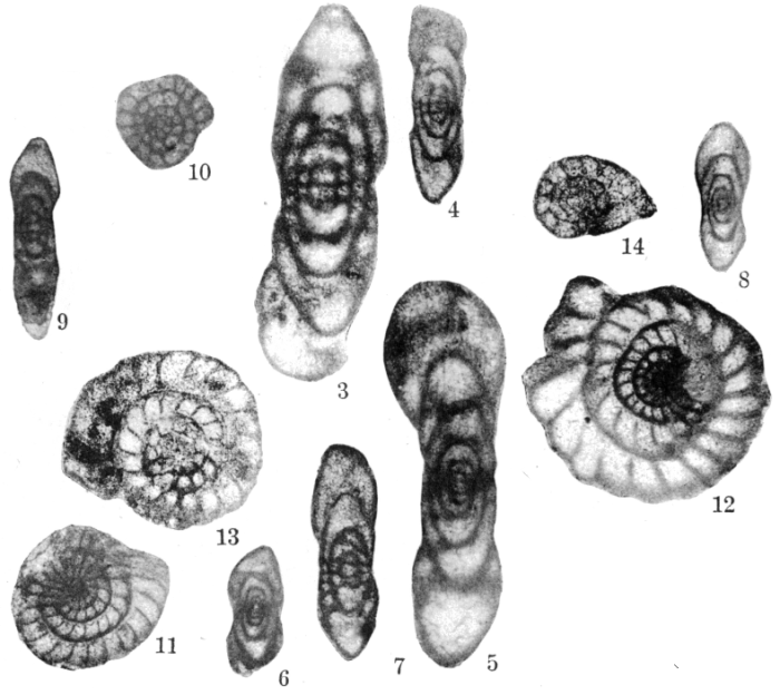 Millerella marblensis Thompson, 1942