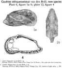 Caudites obliquecostatus Bold, 1963 from the original description