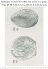 Chelicopia arostrata Kornicker, 1958 from the original description