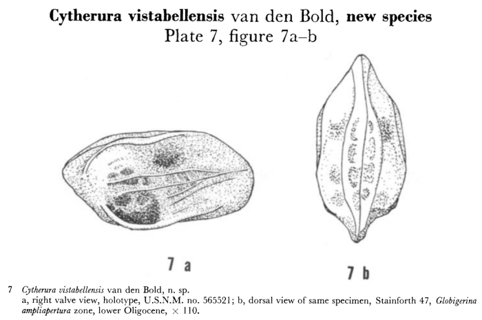 Cytherura vistabellensis Bold, 1960 from the original description