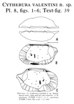 Caribbean Ostracoda