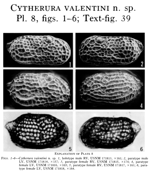 Cytherura valentini Garbett &amp; Maddocks, 1979 from the original description