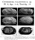 Cytherura valentini Garbett & Maddocks, 1979 from the original description