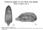 Caribbean Ostracoda