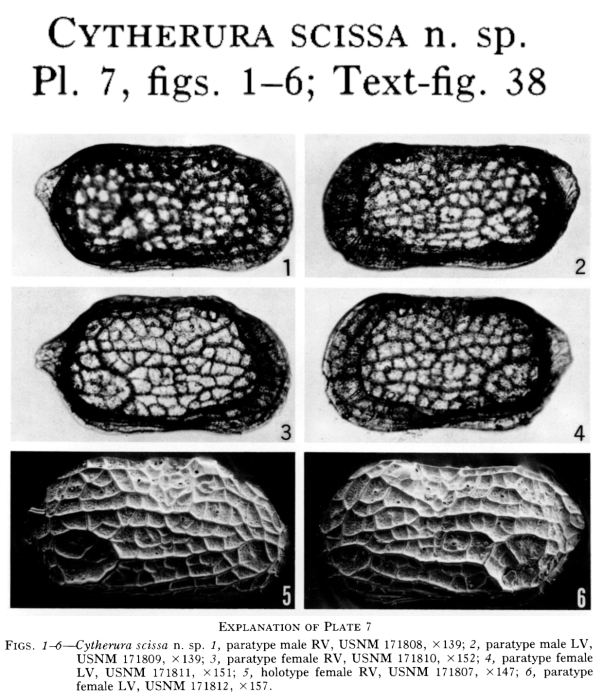 Cytherura scissa Garbett &amp; Maddocks, 1979 from the original description