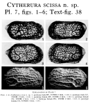 Cytherura scissa Garbett & Maddocks, 1979 from the original description