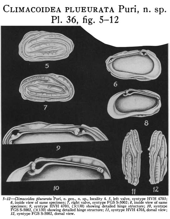 Climacoidea (Climacoidea) plueurata Puri, 1956 from the original description