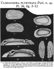 Climacoidea (Climacoidea) plueurata Puri, 1956 from the original description