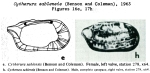 Caribbean Ostracoda
