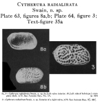 Cytherura radialirata Swain, 1955 from the original description