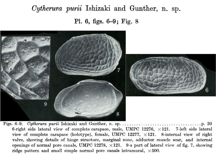Cytherura purii Ishizaki &amp; Gunther, 1974 from the original description