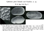 Cytherura purii Ishizaki & Gunther, 1974 from the original description