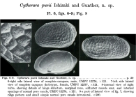 Cytherura purii Ishizaki & Gunther, 1974 from the original description