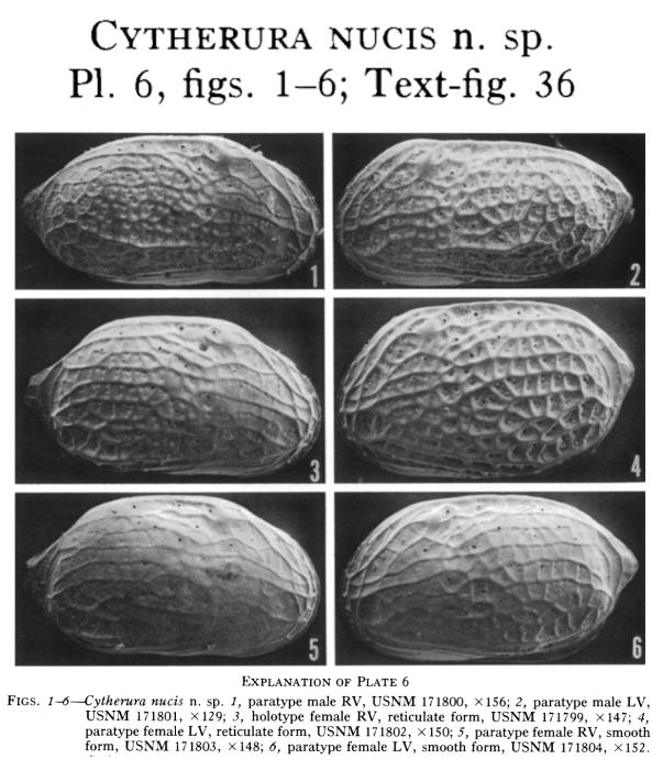 Cytherura nucis Garbett &amp; Maddocks, 1979 from the original description