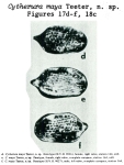 Caribbean Ostracoda