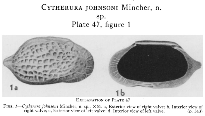 Cytherura johnsoni Mincher, 1941 from the original description