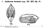 Cytherura hermesi Bold, 1946 from the original description