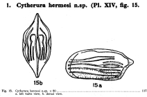 Cytherura hermesi Bold, 1946 from the original description