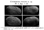 Cytherura fiscina Garbett & Maddocks, 1979 from the original description