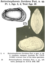 Reticulocythereis floridana Puri, 1960 from the original description
