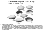 Caribbean Ostracoda