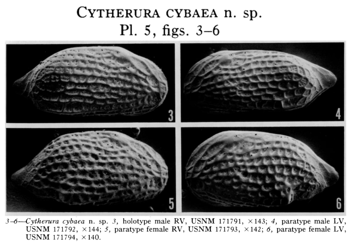 Cytherura cybaea Garbett &amp; Maddocks, 1979 from the original description