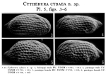 Cytherura cybaea Garbett & Maddocks, 1979 from the original description