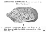 Cytherura byramensis Howe & Law, 1936 from the original description