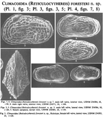 Climacoidea (Reticulocythereis) foresteri Hazel & Cronin, 1988 from the original description