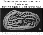 Paracytheretta multicarinata Swain, 1955 from the original description