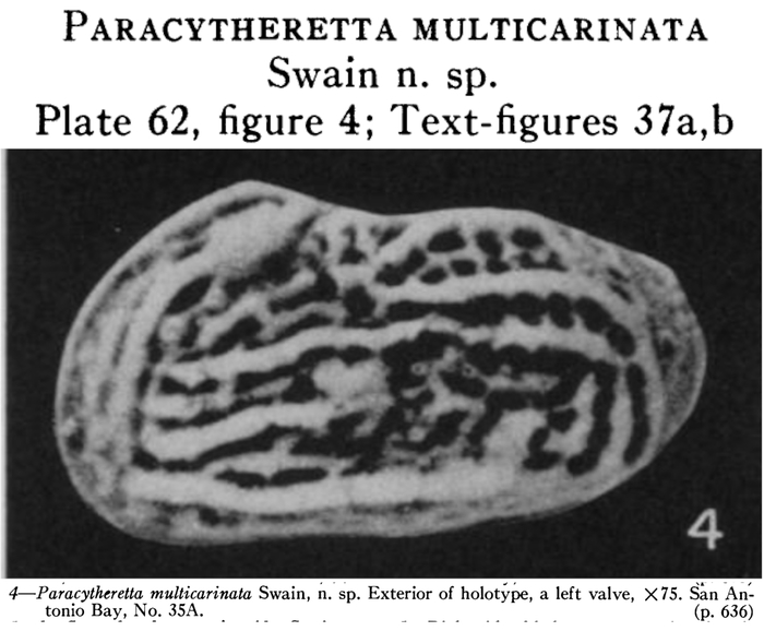 Paracytheretta multicarinata Swain, 1955 from the original description