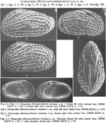 Climacoidea (Reticulocythereis) reticulata Hazel & Cronin, 1988 from the original description