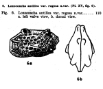 Loxoconcha antillea rugosa Bold, 1946 from the original description