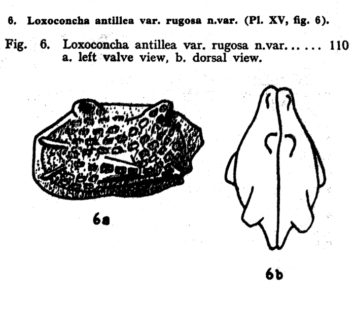 Loxoconcha antillea rugosa Bold, 1946 from the original description