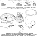 Loxoconcha schusterae (Hartmann, 1959) from original description