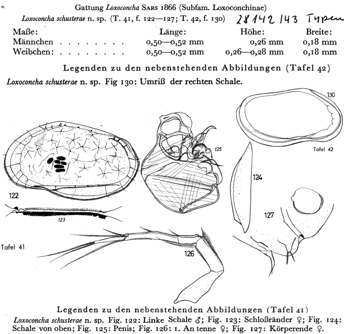 Loxoconcha schusterae Hartmann, 1959 from the original description