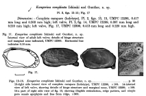 Kangarina complicata  Ishizaki & Günther, 1974 from original description