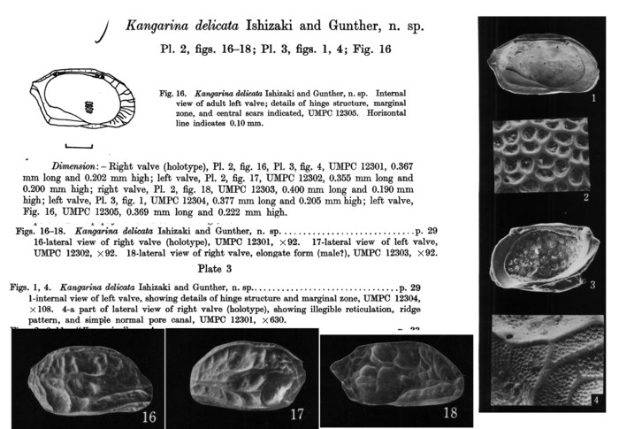 Kangarina delicata  Ishizaki &amp; Günther, 1974 from original description