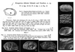 Kangarina delicata  Ishizaki & Günther, 1974 from original description