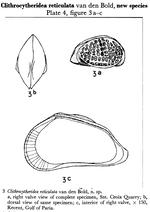 Clithrocytheridea reticulata Bold, 1957 from the original description