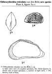 Clithrocytheridea reticulata Bold, 1957 from the original description